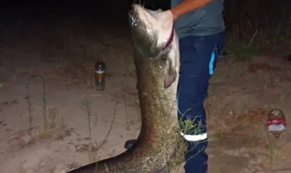 Tekirdağ'da yaklaşık 2 metrelik yayın balığı yakalandı