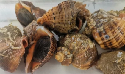 Türkiye'nin 7 aylık deniz salyangozu ihracatı yüzde 100 arttı