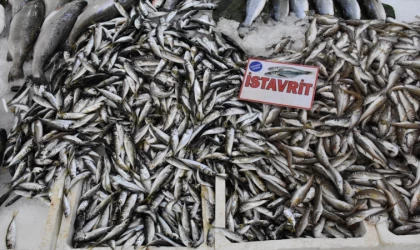 Ordu'da balıklar tezgahtaki yerini aldı