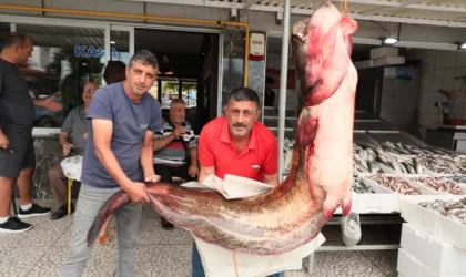 Samsun'da baraj gölünde 94 kilogramlık yayın balığı yakalandı
