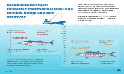 Sıcaklıkla birleşen faktörler Marmara Denizi'nde tombik balığı sayısını artırıyor