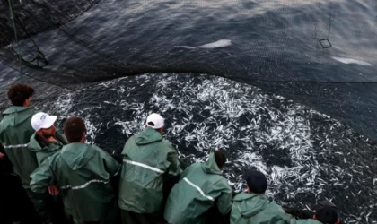 Trabzon'da balıkçılar sezonun ilk avından istavritle döndü