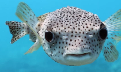 Akdeniz'deki balon balıklarının toksin düzeyi eşik değerlerin üzerinde saptandı