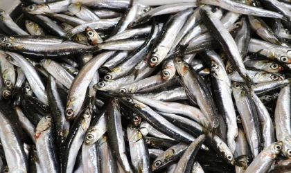 Hamsi yılın üçüncü çeyreğinde 25 ülkede alıcı buldu