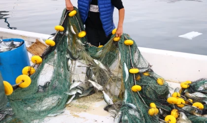 Marmara Denizi'nde Tekirdağ açıklarında lüfer bolluğu yaşanıyor