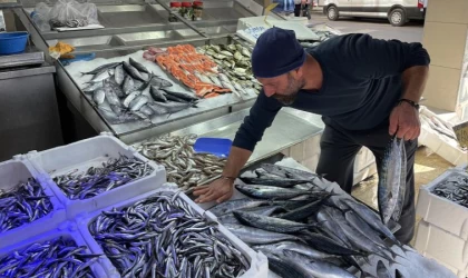 Sinop'ta balıkçı tezgahları hamsi ve palamutla doldu