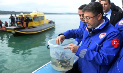 Bakan Yumaklı, Sinop'ta mersin balığı salımı programına katıldı