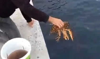 İzmit Körfezi'nde yakalanan yaklaşık 3 kilogramlık ıstakoz denize bırakıldı