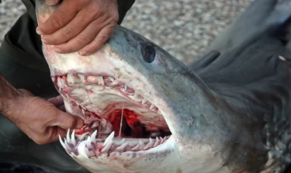 Mersin'de kısa yüzgeçli köpek balığı kıyıya vurdu