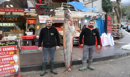 Amasya'da 2,1 metre boyunda 70 kilogram ağırlığında yayın balığı avlandı