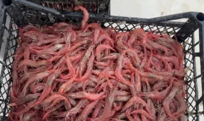 Karides tezgahlarda yer almaya başladı