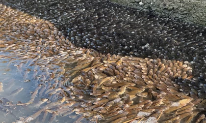 Menfezdeki su birikintisinde mahsur kalan binlerce yavru balık kurtarıldı