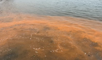 Tekirdağ'da planktonların çoğalmasıyla deniz suyu yer yer renk değiştirdi