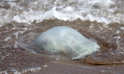 Akdeniz kıyılarında yoğunlaşan göçmen denizanası, balıkçılığı olumsuz etkiliyor