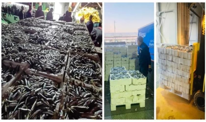 İstanbul’da avlanan yasal boy sınırının altındaki 8 ton istavrit ihtiyaç sahiplerine dağıtıldı