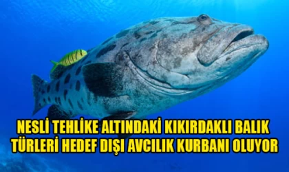Nesli tehlike altındaki kıkırdaklı balık türleri hedef dışı avcılık kurbanı oluyor