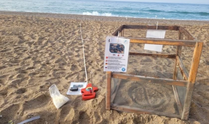 Antalya'da caretta carettalar yumurta bırakmaya başladı