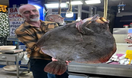 Dev Kalkan Balığı Rekor Fiyata Satıldı