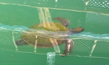 Mersin'de balıkçılar deniz kaplumbağaları konusunda bilinçlendiriliyor