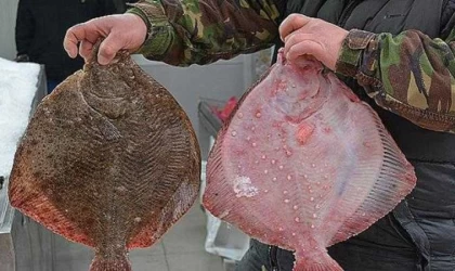 Sinop'ta kalkan balığı kilosu 800 liradan satılıyor