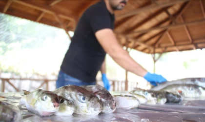 Doğu Akdeniz'deki balıkçılar balon balığı destek ödemelerinin artmasından memnun