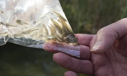 Nesli tehlike altında olan Acıgöl dişli sazancığı suyla buluşturuldu