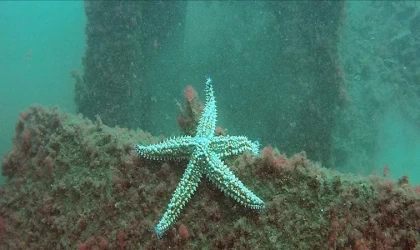 Antalya Körfezi'nde yapay resifler oluşturulacak