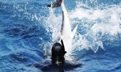 Antalya'da 32 orkinosa uydu cihazı takıldı