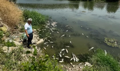 Bursa'da çaydaki balık ölümleriyle ilgili inceleme başlatıldı
