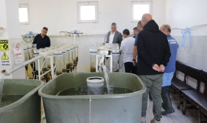 Edirne'de bu yıl 10 milyon pullu sazan balığı yavrusu yetiştirilmesi hedefleniyor