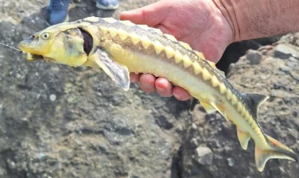 Oltasına takılan karaca mersin balığını yeniden denize bıraktı