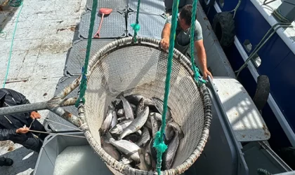 Samsun'da, Karadeniz'de yetiştirilen Türk somonunun hasadına başlandı