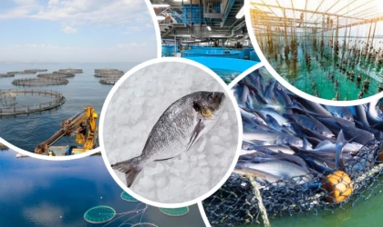 Türkiye'nin su ürünleri üretimi 2023'te yüzde 18,6 arttı