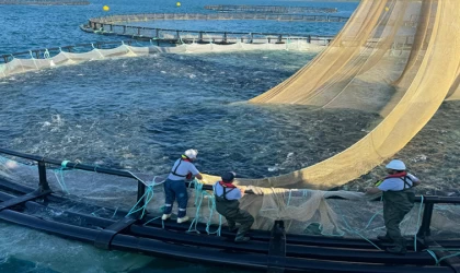 Giresun'da yılda 18 bin tonun üzerinde kültür balığı yetiştirilmesi hedefleniyor