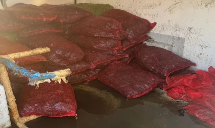 İstanbul'da 1 ton kaçak midye ele geçirildi