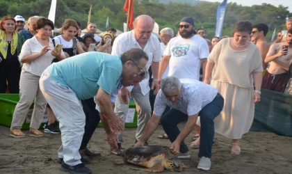 Muğla'da tedavileri tamamlanan 4 deniz kaplumbağası denize salındı