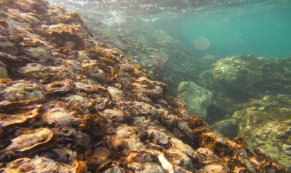 Pasifik istiridyesi, gemilere yapışarak taşındığı Karadeniz'in ekosistemine adapte oldu