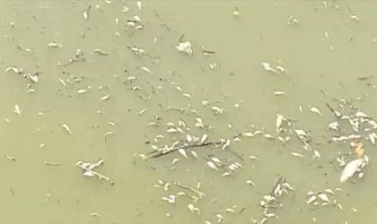 Sakarya'da balık ölümleriyle ilgili inceleme başlatıldı