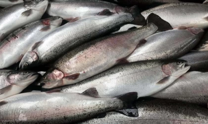 Türk somonu ihracatı yılın ilk yarısında 204,3 milyon dolara ulaştı