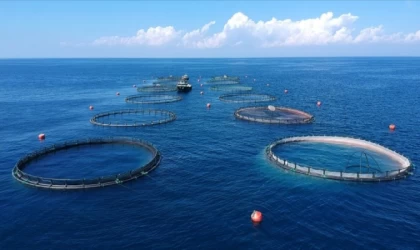 Muğla'dan 6 ayda 317 milyon dolarlık balık ihracatı yapıldı