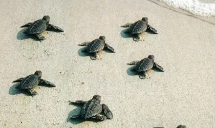 Türkiye'de bu yıl 14 bin 807 yavru deniz kaplumbağası denize ulaştı