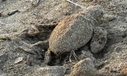 Antalya'da caretta caretta yavrularının yuvalarından çıkışı görüntülendi