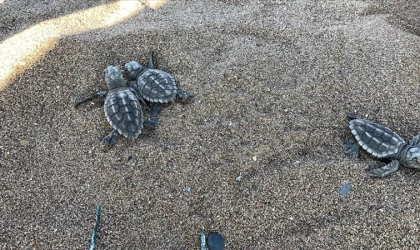 Belek ve Kızılot sahillerindeki caretta caretta yuva sayısı 6 bine ulaştı