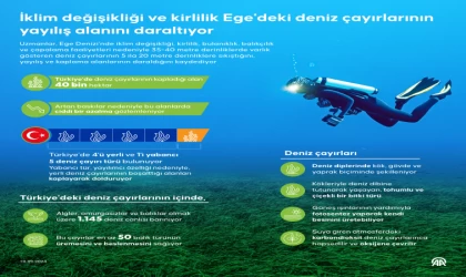 İklim değişikliği ve kirlilik Ege'deki deniz çayırlarının yayılış alanını daraltıyor