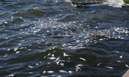 İzmir Körfezi'nde balık ölümleri devam ediyor