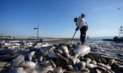 İzmir Körfezi'ndeki oksijen eksikliği midyeleri de öldürdü