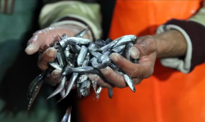 İzmir'de yapılan su ürünleri denetiminde 1430 kilogram hamsiye el kondu