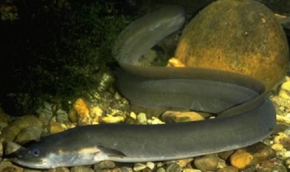 Japon yılan balıkları, yutuldukları yırtıcı balıkların midelerinden kaçabiliyor