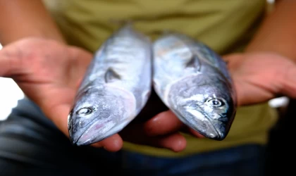 Karadeniz'e ağ atacak Kırklarelili balıkçılar palamudun izini sürecek