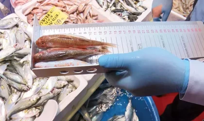 Kastamonu'da boy limitinin altında balık avlayanlara 66 bin lira cezası kesildi